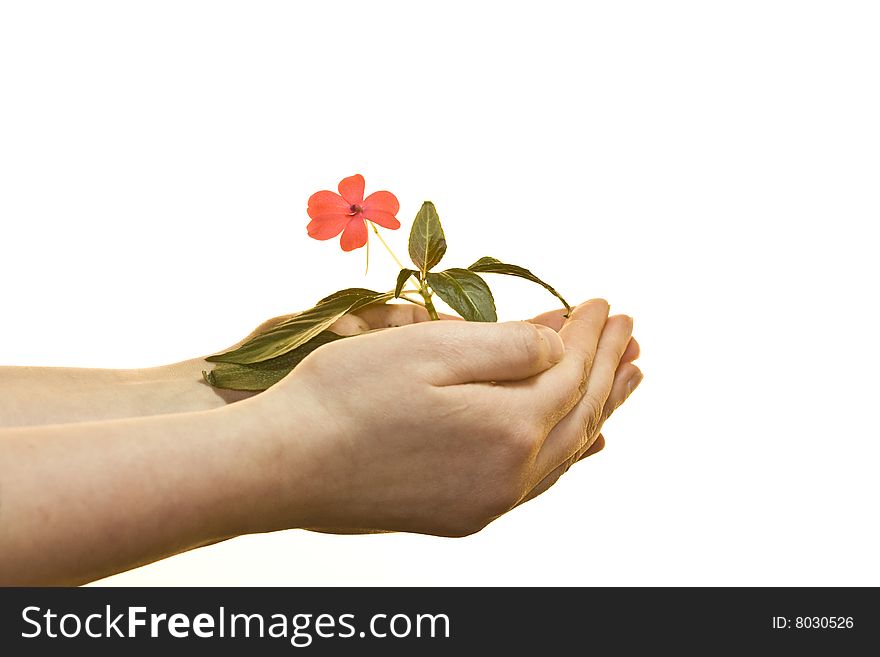 Hand holding a growing flower isolated on white