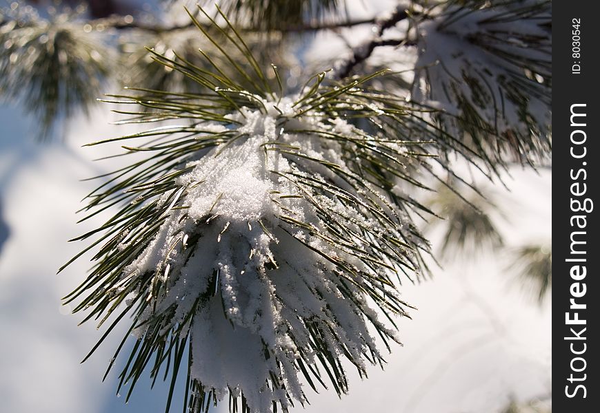 Branch of the cedar in winter