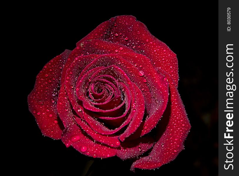 Red rose isolated on black background