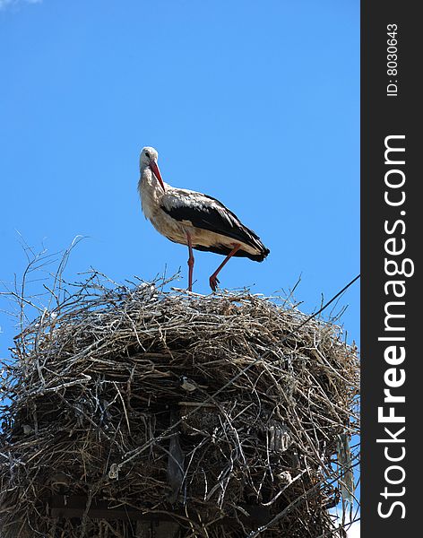 Stork in nest over clear blue sky