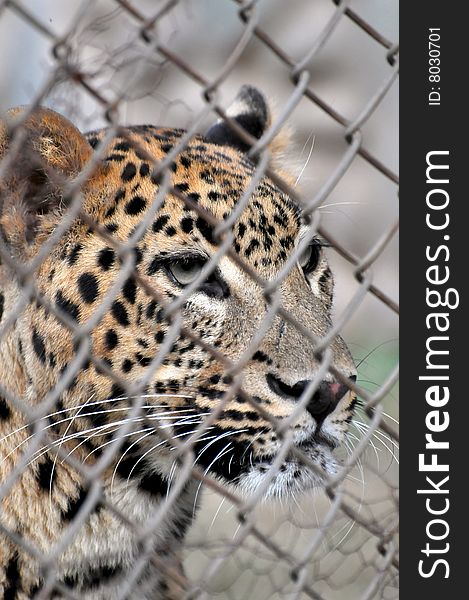 Leopard in zoo behind cage.