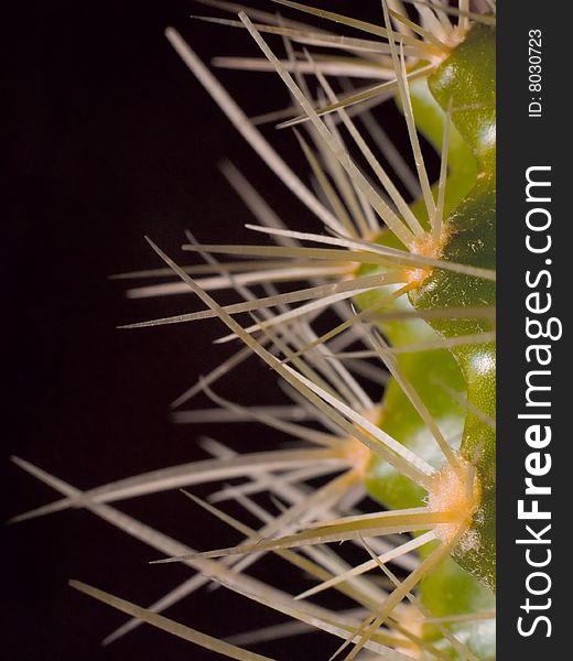 Prickles Of Cactus 01