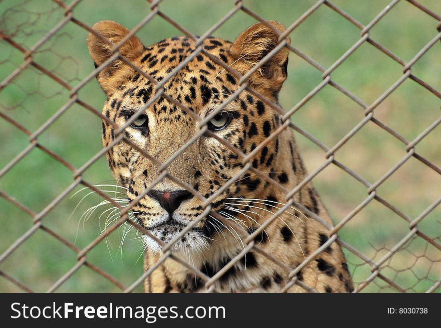 Leopard looking sad behind cage.