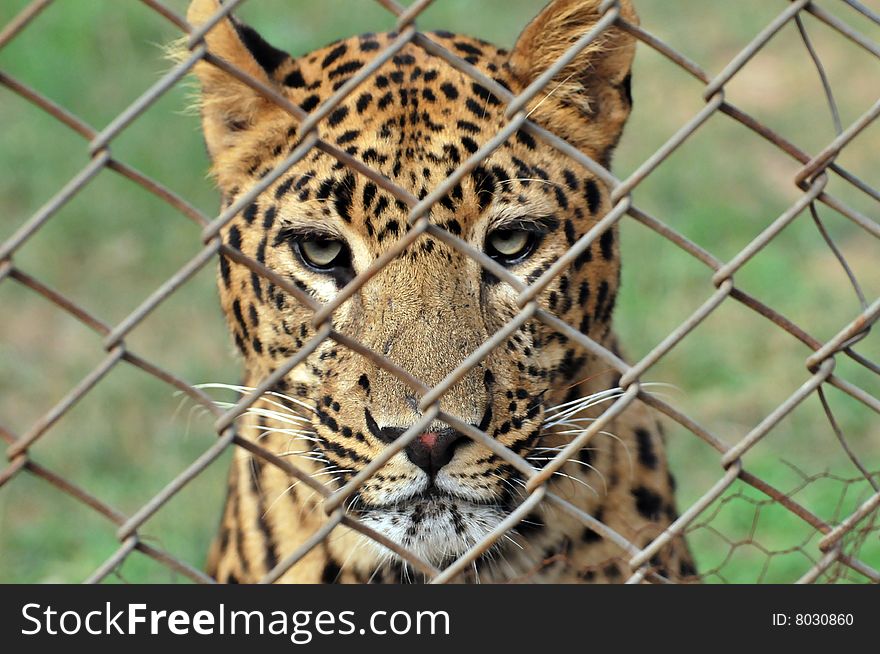 Leopard in zoo behind the cage