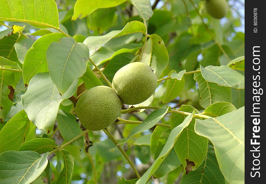 Green walnut on a tree branch