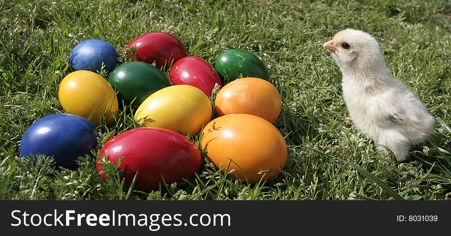 Easter eggs and chicken on the grass