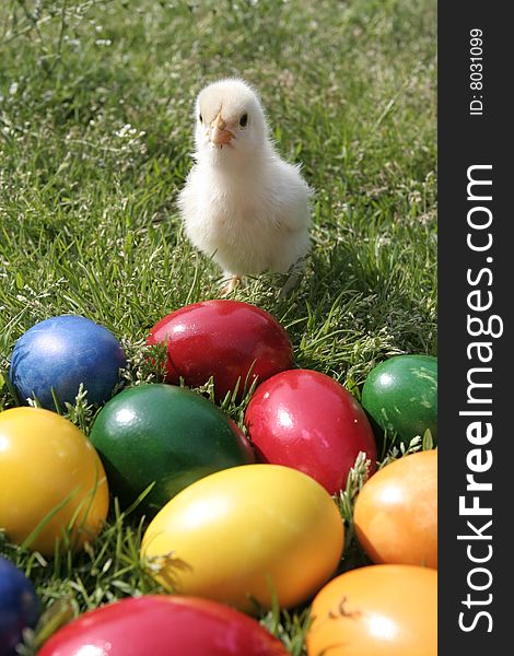 Easter Eggs And Chicken