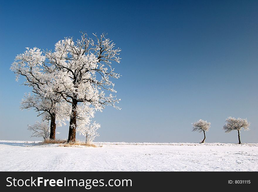 Winter landscape with two trees. Winter landscape with two trees.
