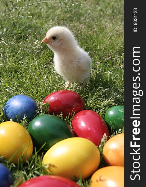 Easter Eggs And Chicken