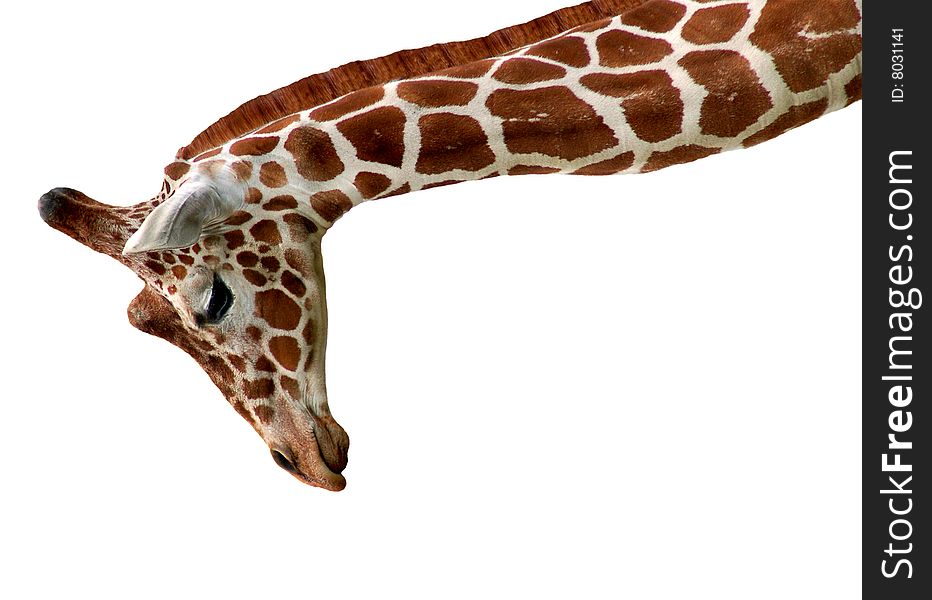 Giraffe isolated on a white background.