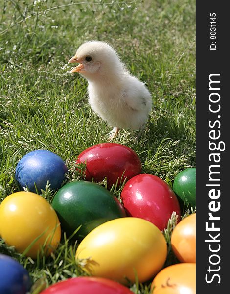 Easter eggs and chicken on the grass