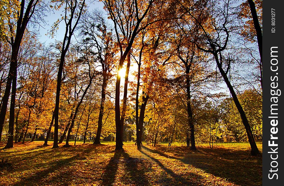 Autumn in the park on sunny day