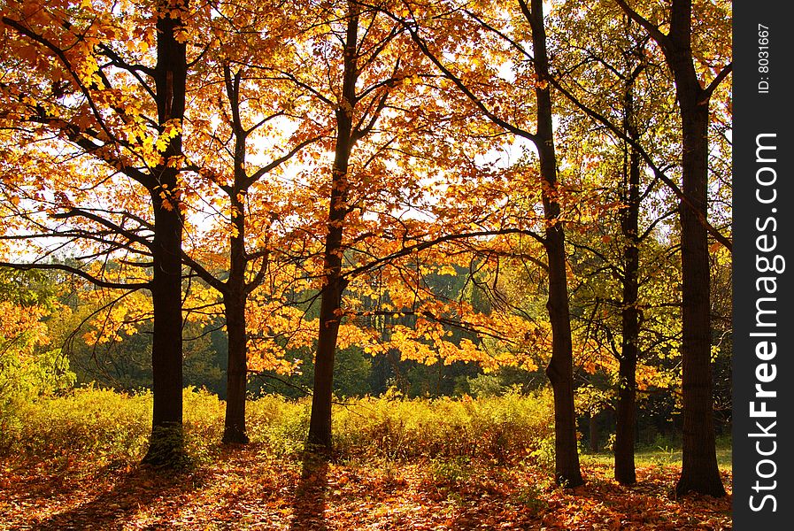 Autumn in the park on sunny day