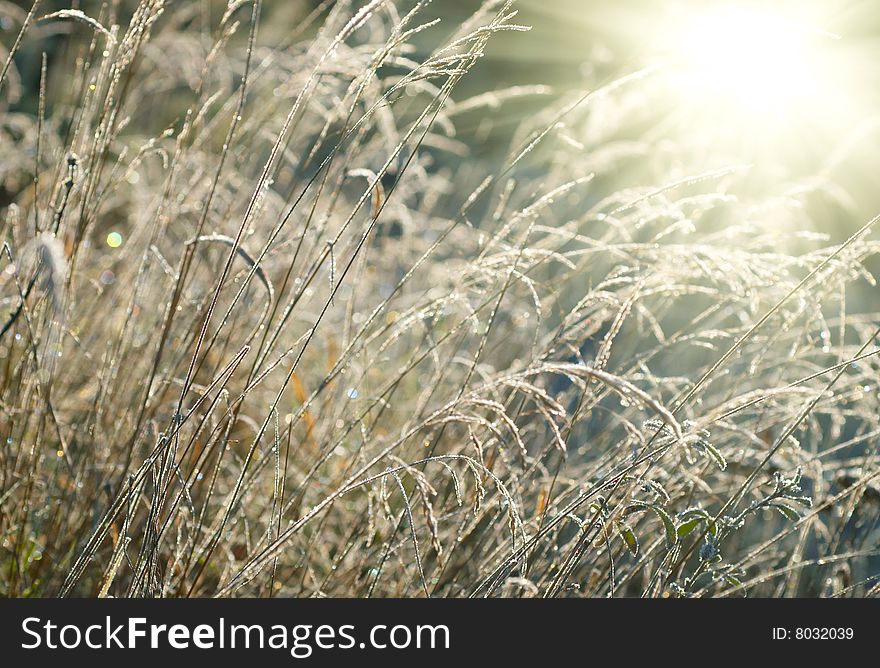 Hoarfrost on grass and bright sun. Hoarfrost on grass and bright sun