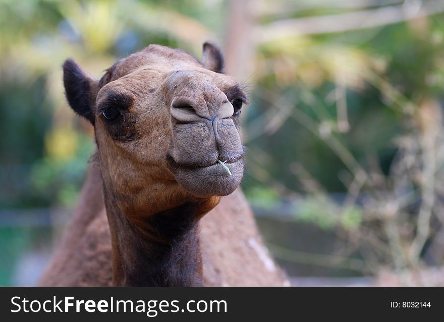 Funny portrait of a camel with a peace of a plant in its mouth. looks like smoking. Funny portrait of a camel with a peace of a plant in its mouth. looks like smoking...