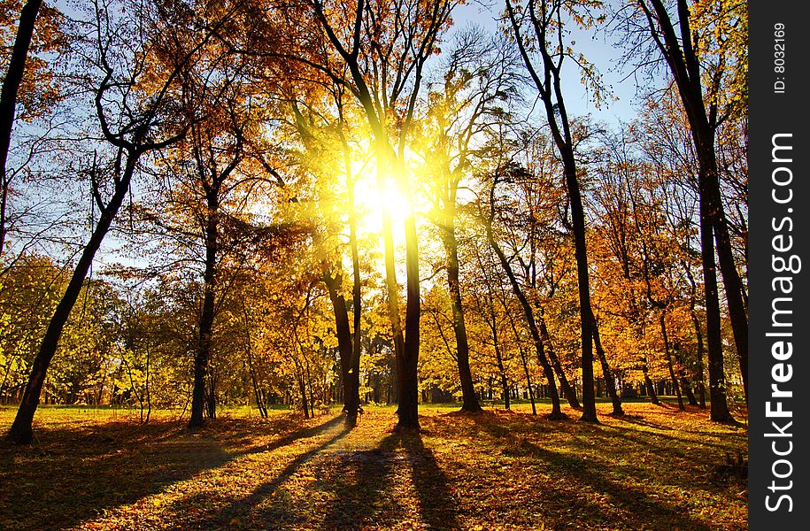 Autumn in the park on sunny day