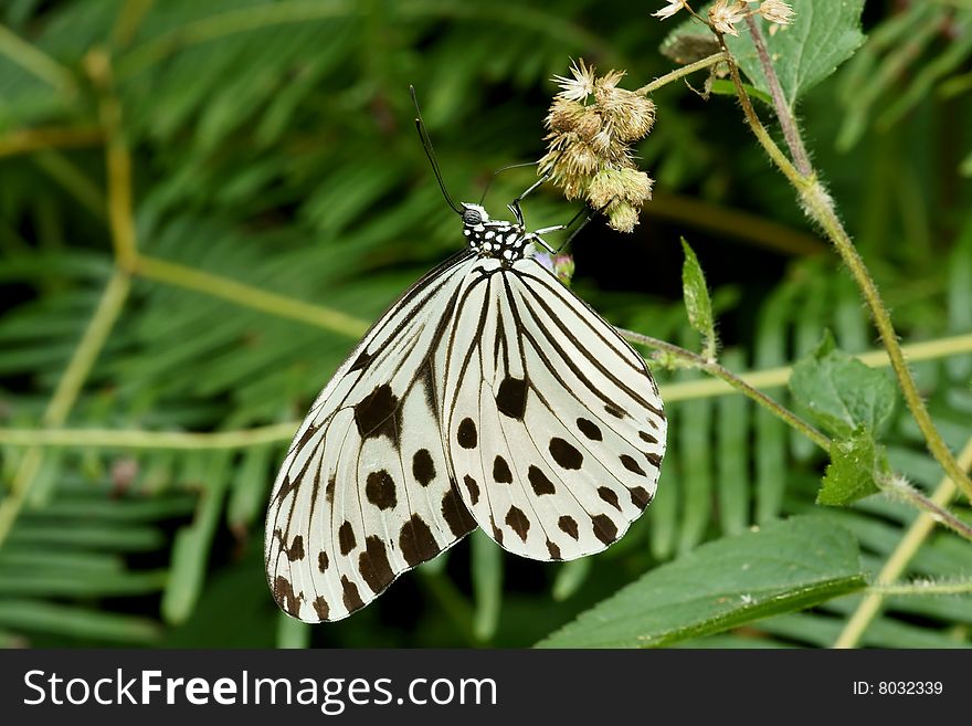 Black white butterfly on dry flower