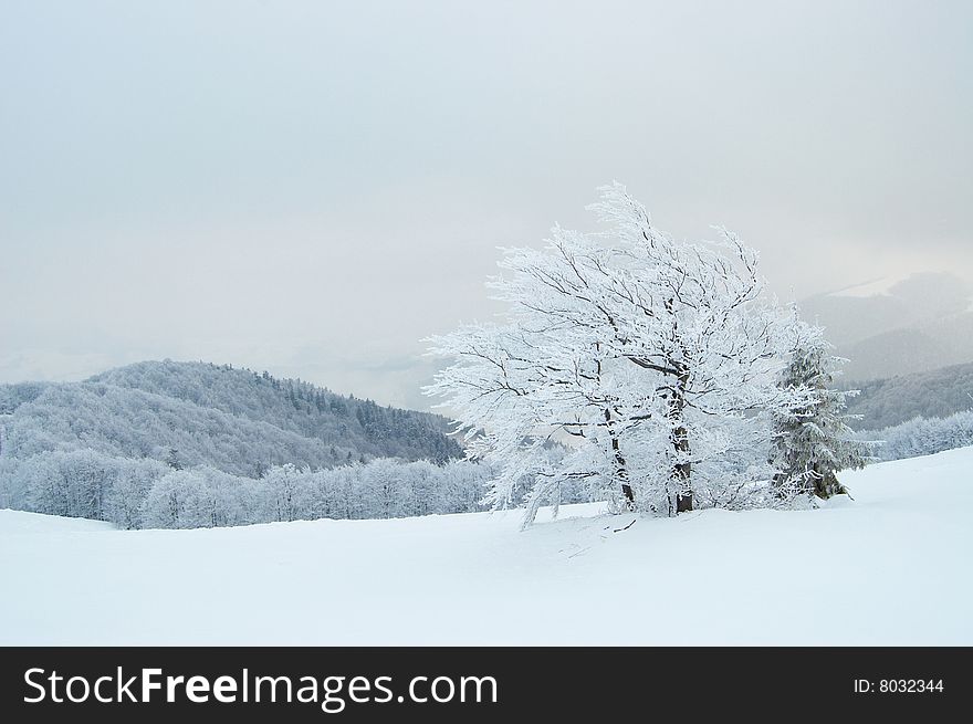 Tree with hoarfrost in mountains. Tree with hoarfrost in mountains