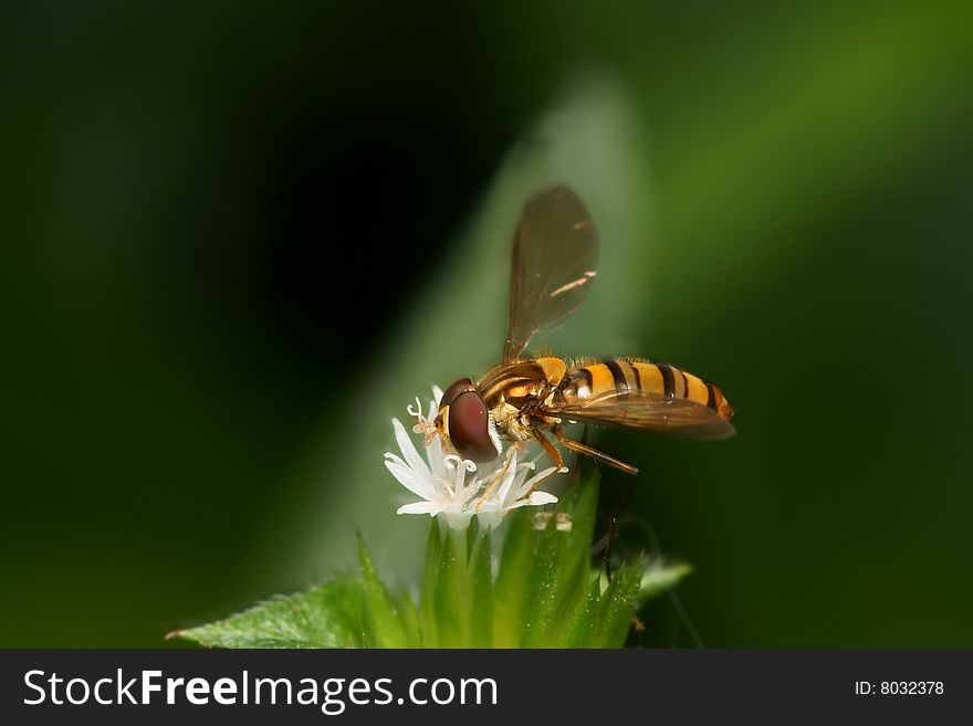 Hoverfly Looking For Pollen