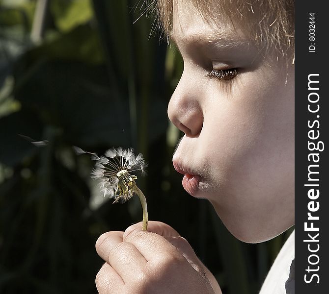 A boy in the garden with blowball