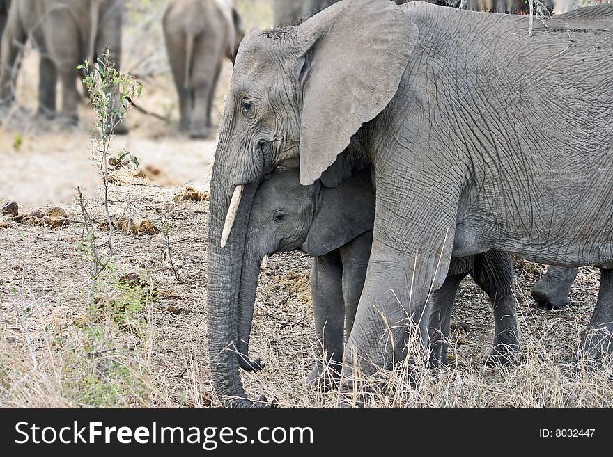 Elephant and an elephant calf are in the African reserve. Elephant and an elephant calf are in the African reserve