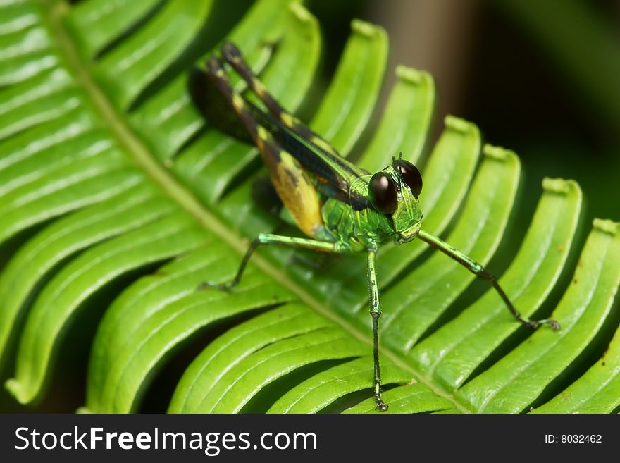 Colorful monkey Grasshopper macro on green leaf. Colorful monkey Grasshopper macro on green leaf