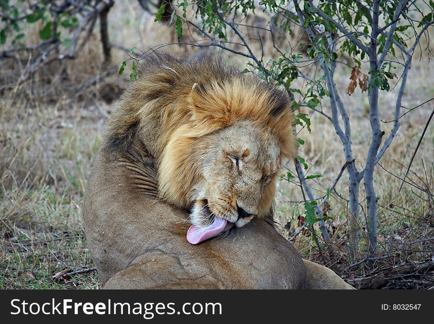 An African lion lying against a background of bushes and licks its back. An African lion lying against a background of bushes and licks its back