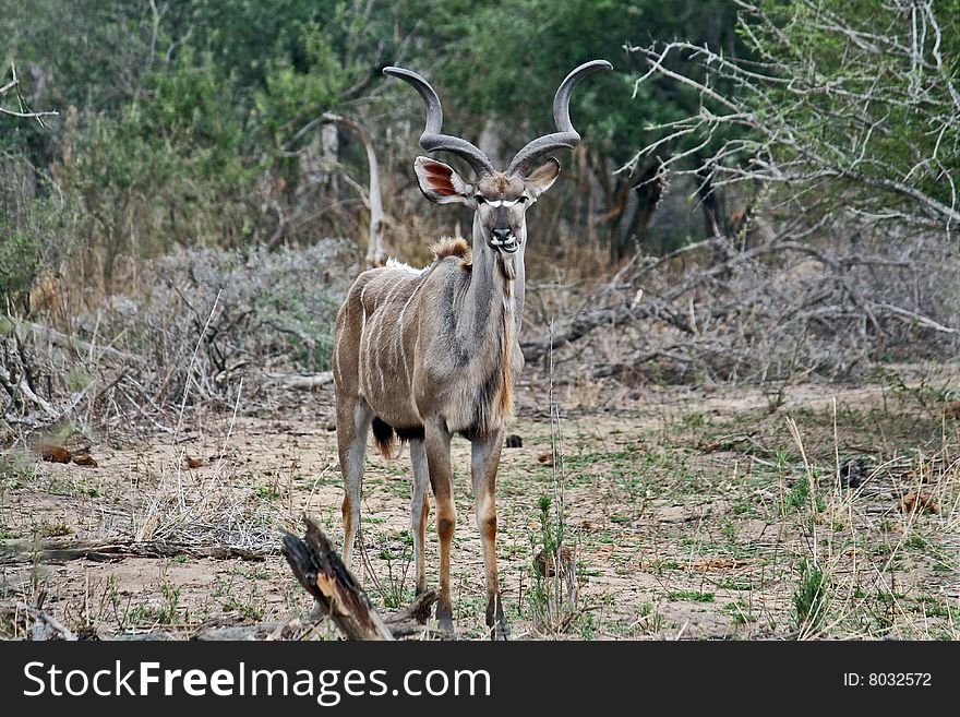 The African antelope Kudu is against a background of bushes and trees. The African antelope Kudu is against a background of bushes and trees