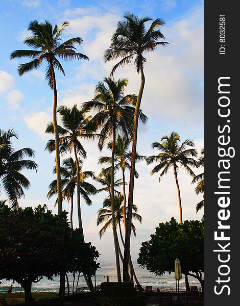 High palm trees at a sun rise, an ocean coast