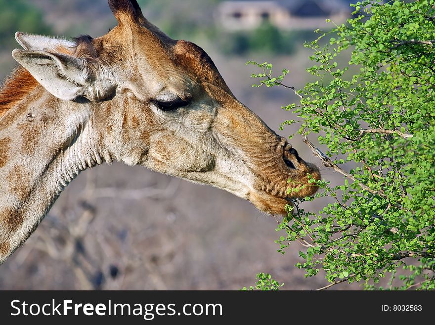 Head of giraffe eating tree leaves. Head of giraffe eating tree leaves