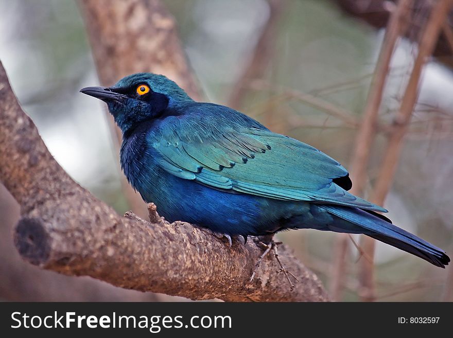 Blue-colored plumage bird is against a background of tree. Blue-colored plumage bird is against a background of tree