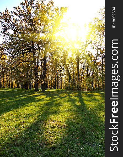 Autumn in the park on sunny day