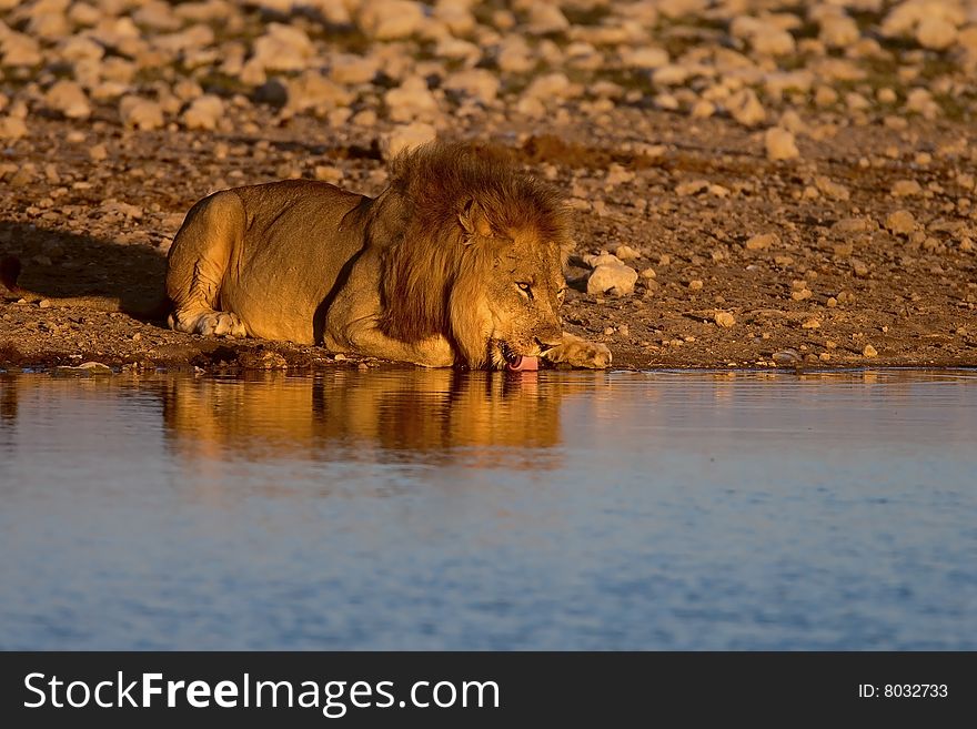 Male lion drinking water, panthera leo