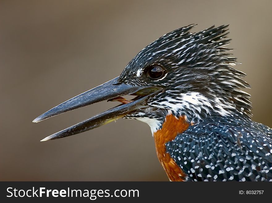 Close-up portrait of a giant kingfisher; megaceryle maxima