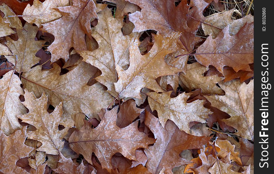 Autumn brown oak leaves background. Autumn brown oak leaves background