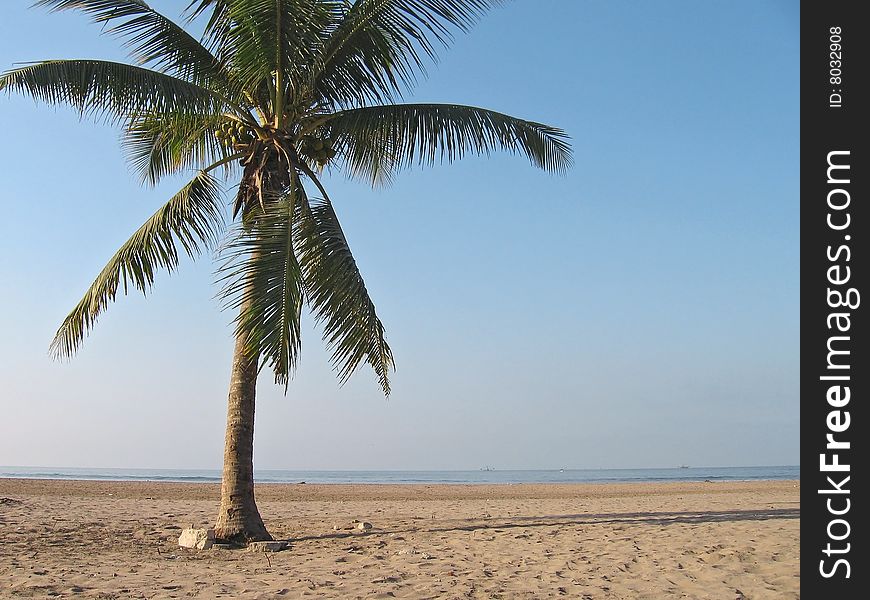 A single palm tree on a sandy beach
