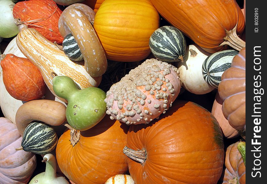 Pumpkins and gourds as background. Pumpkins and gourds as background
