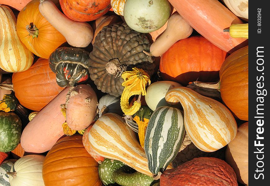 Pumpkins and gourds as background. Pumpkins and gourds as background