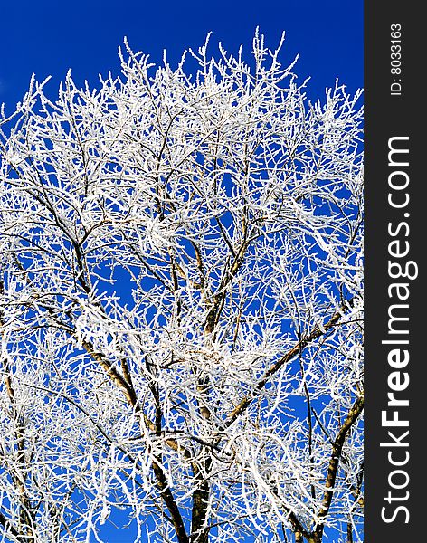 Frost rime on branches of a tree. Frost rime on branches of a tree