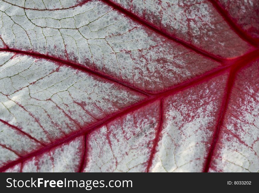 Macro image of white leaf with red veins. Macro image of white leaf with red veins