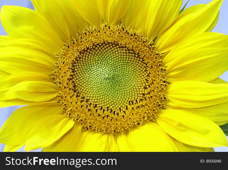 Beautiful yellow sunflower and close-up head flower. Beautiful yellow sunflower and close-up head flower