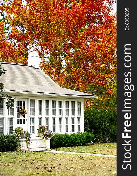 A beautiful golden oak framing an old white farm house. A beautiful golden oak framing an old white farm house.