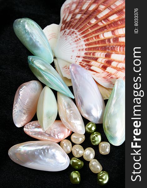 Variety of seashell in different colours with pearls. Variety of seashell in different colours with pearls