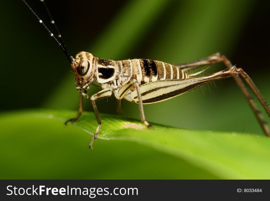 Brown Cricket side Macro over black background