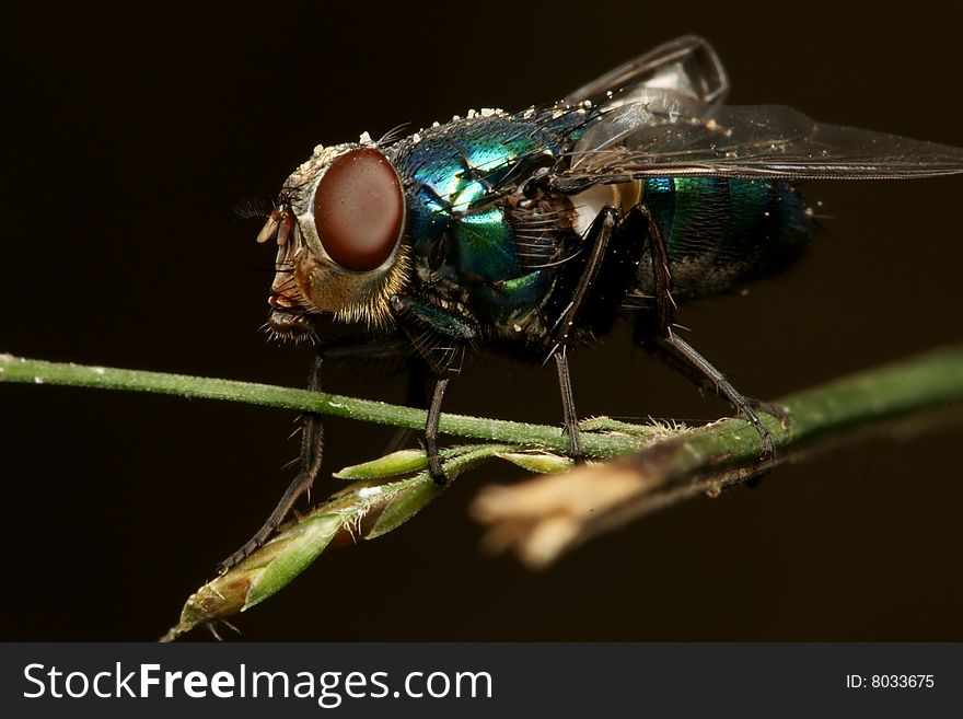 Green Color Fly Macro