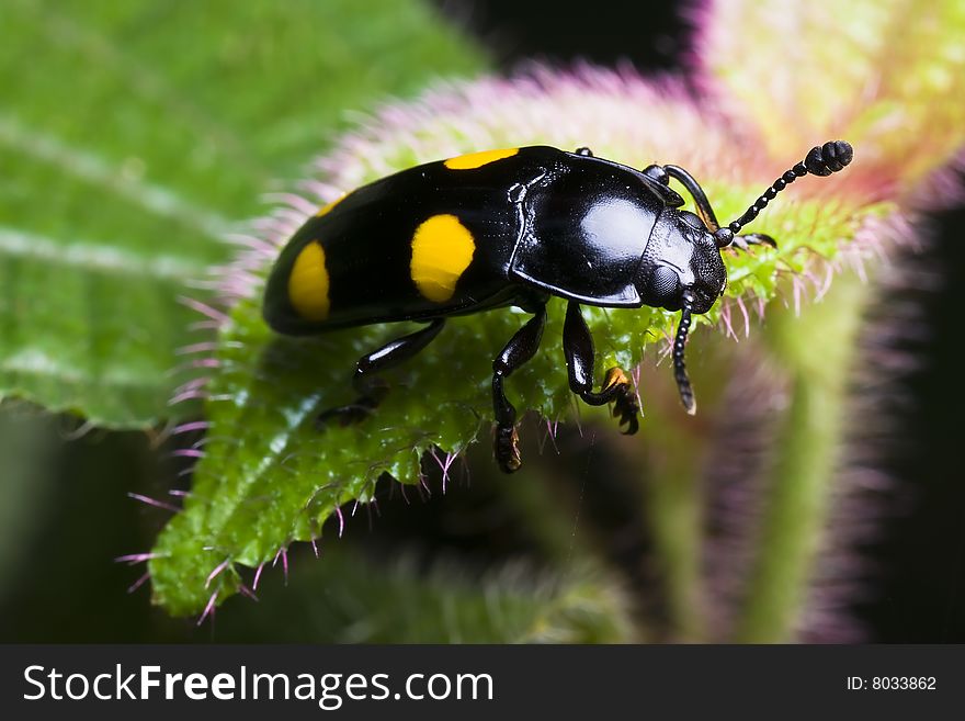 Black yellow dot beetle macro on flower. Black yellow dot beetle macro on flower