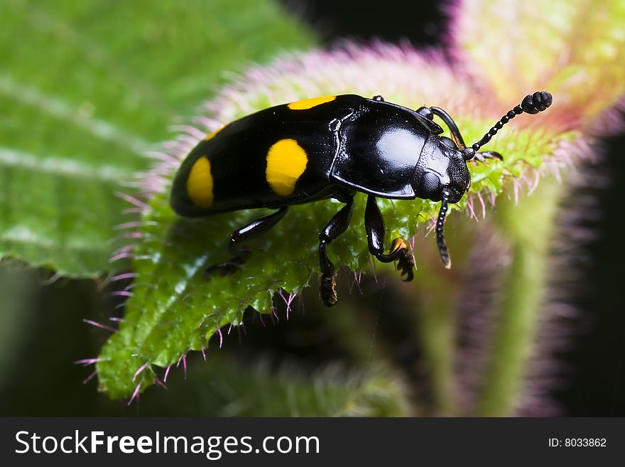 Black Yellow Dot Beetle On Flower