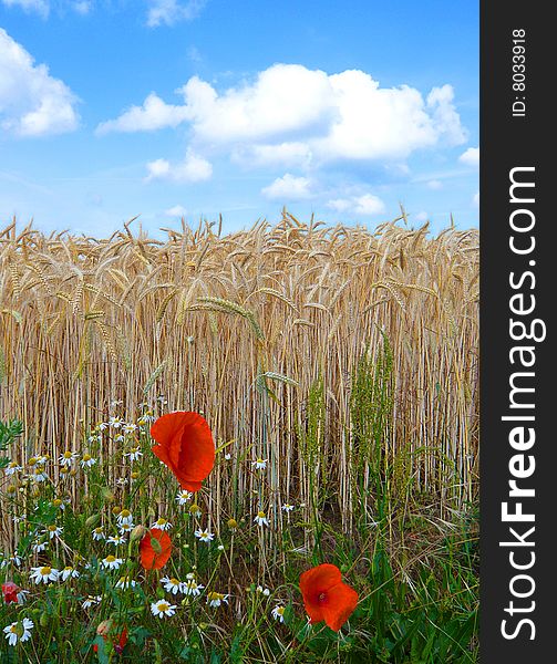 Poppies act like guardians of the grains field with cloudy sky above. Poppies act like guardians of the grains field with cloudy sky above.