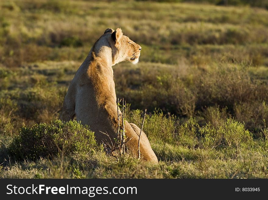 Strategic Lioness