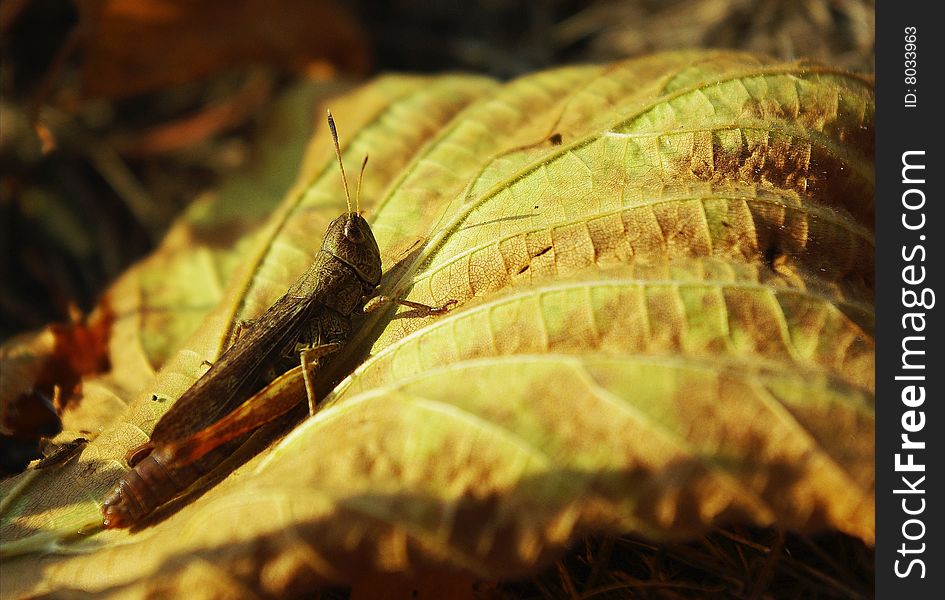 Locust on dry leaf,still life. Locust on dry leaf,still life.